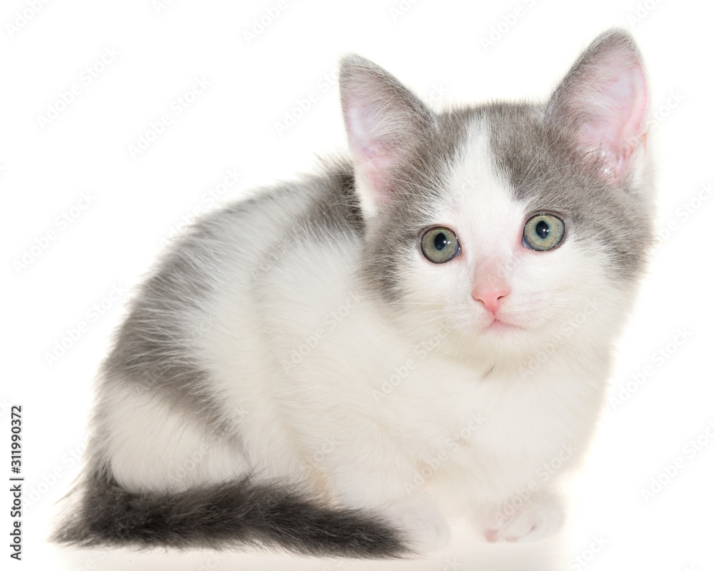 Bicolor gray-white small shorthair kitten lie isolated