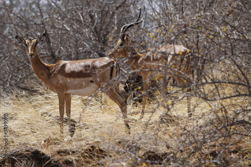 Impala in Krueger National Park
