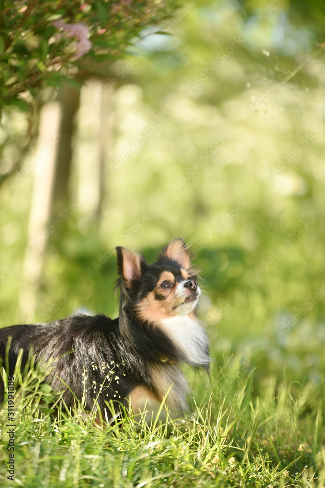 Obraz premium チワワ