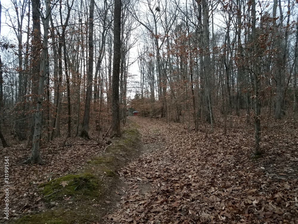 trail or path in woods with trees and fallen leaves
