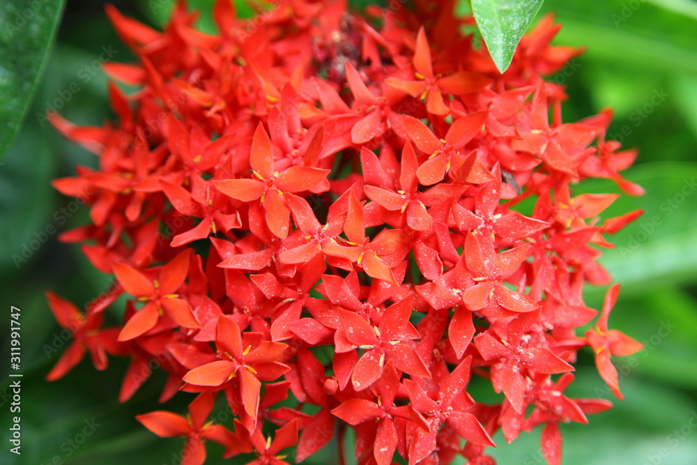 Closeup red flower ,Indian Jasmine.scientific name Ixora chinensis Lamk Closeup red flower ,Indian Jasmine.scientific name Ixora chinensis Lamk