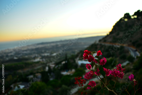 A flower on the cliff of Mijas