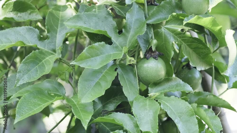 Passion fruit hanging on tree in garden Passion fruit hanging on tree in garden