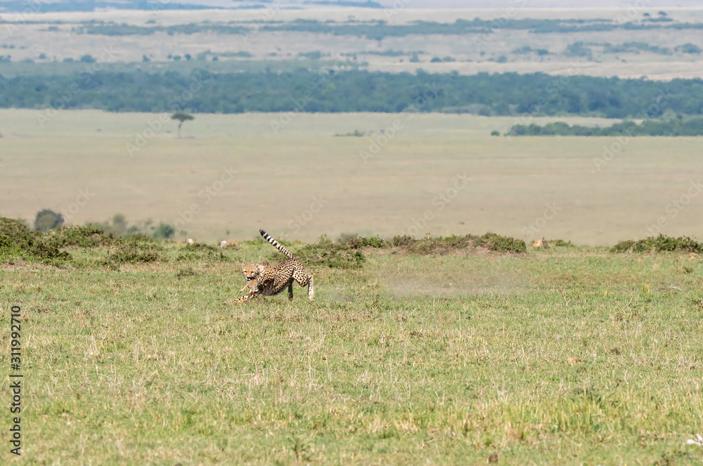 Three Cheetah cubs hunting a baby Thompson gazelle in the plains of Africa during a wildlife safari inside Masai Mara National Reserve Three Cheetah cubs hunting a baby Thompson gazelle in the plains of Africa during a wildlife safari inside Masai Mara National Reserve
