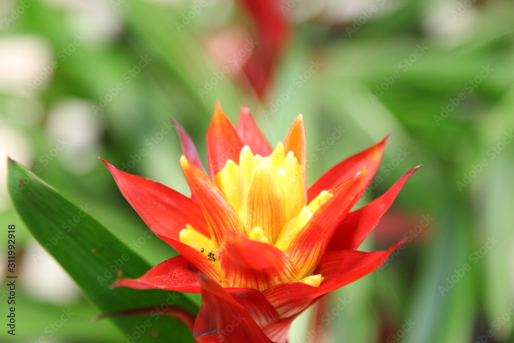 close up of red pineapple flower, red bromeliad or billbergia pyramidalis close up of red pineapple flower, red bromeliad or billbergia pyramidalis