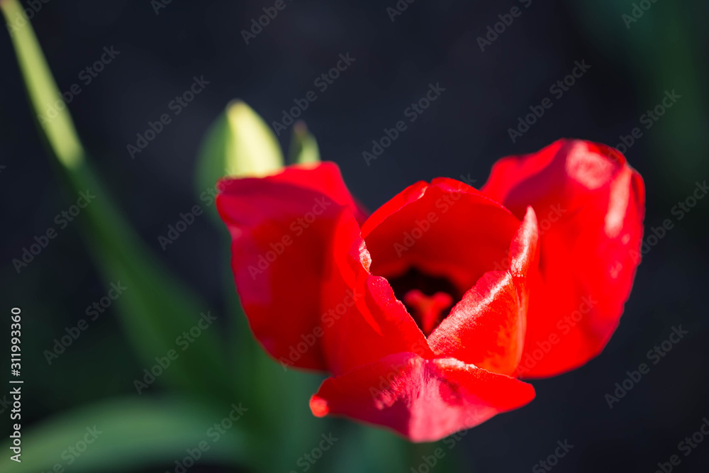 Red tulip in a summer garden on a sunny day close-up. Natural background, copy space
