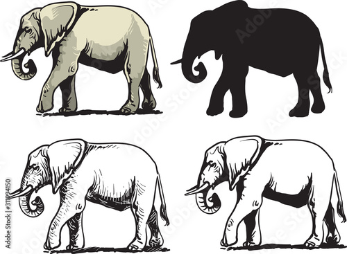 Collection of elephant . Vector illustration