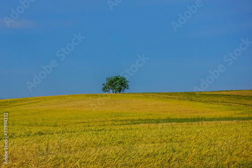 Yellow rapeseed filed with tree and blue sky