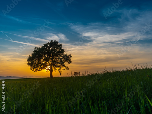Solitärer Baum im Sonnenuntergang