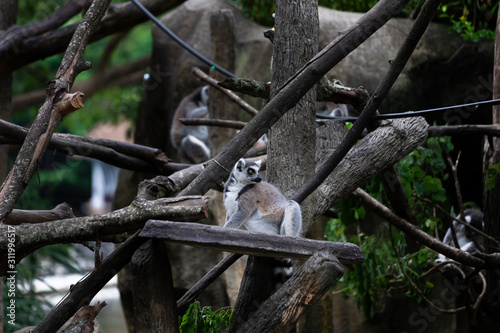 Ring tailed lemur (Lemur catta) -- Lemur catta, beautiful lemur from Southern Madagascar forests.