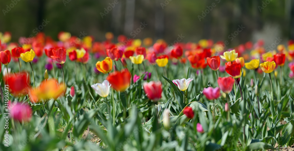 Field in Germany with multicolor tulips on a sunny April day Field in Germany with multicolor tulips on a sunny April day