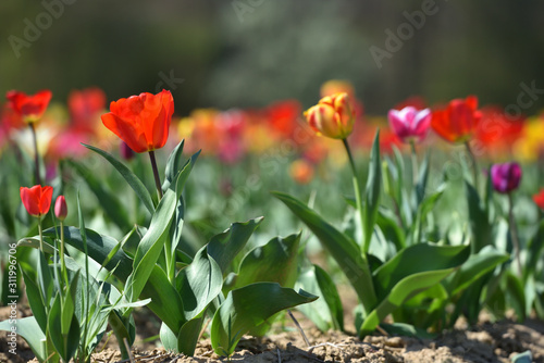 Red tulip grows on a sunny day. Text space and tulip in the garden
