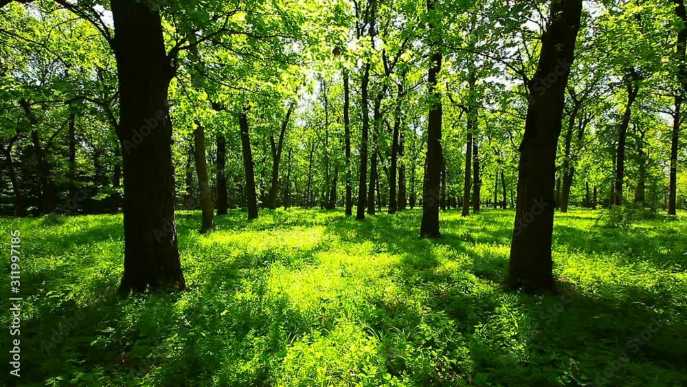 morning in the forest