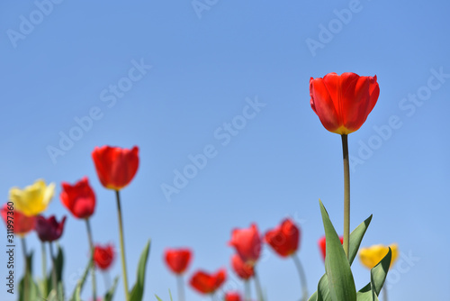 Beautiful red tulip on a background of blue sky and other tulips