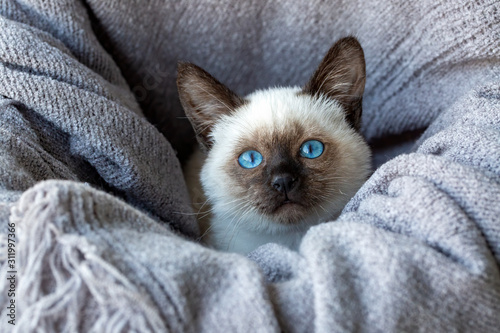 Pet animal; cute siamese ki...