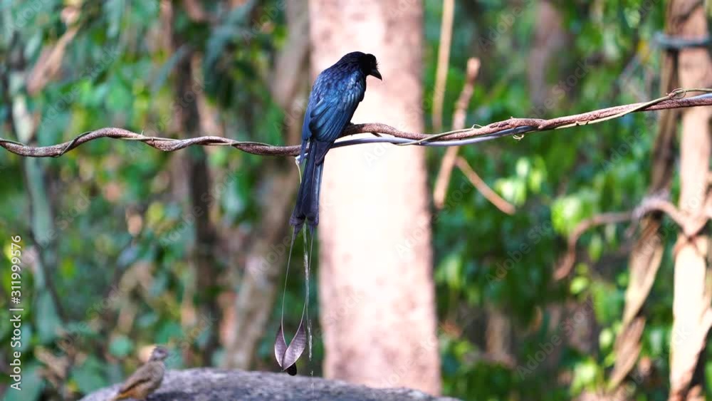Greater Racket- tailed Drongo Dicrurus paradiseus on the branches of the vine in the forest. (Scientific name : Dicrurus paradiseus.) Greater Racket- tailed Drongo Dicrurus paradiseus on the branches of the vine in the forest. (Scientific name : Dicrurus paradiseus.)