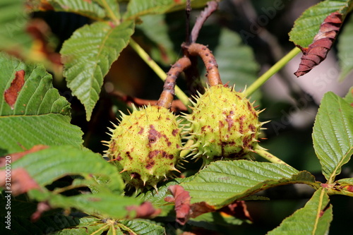 Chestnut deciduous tree branch with two closed light green spiny cupules called burr containing still unripe nuts surrounded with green to dark brown shriveled leaves growing in local home garden photo