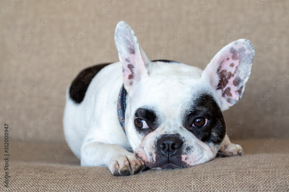 Obraz premium Pet animal; french buldog