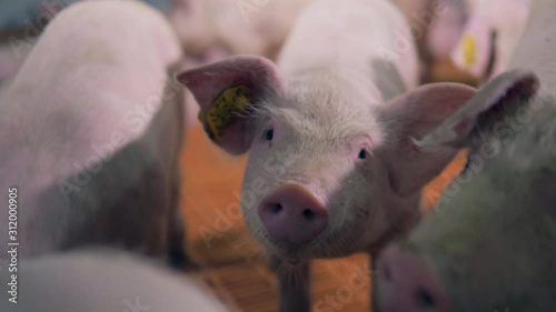 Chipped farm pigs are being curious photo