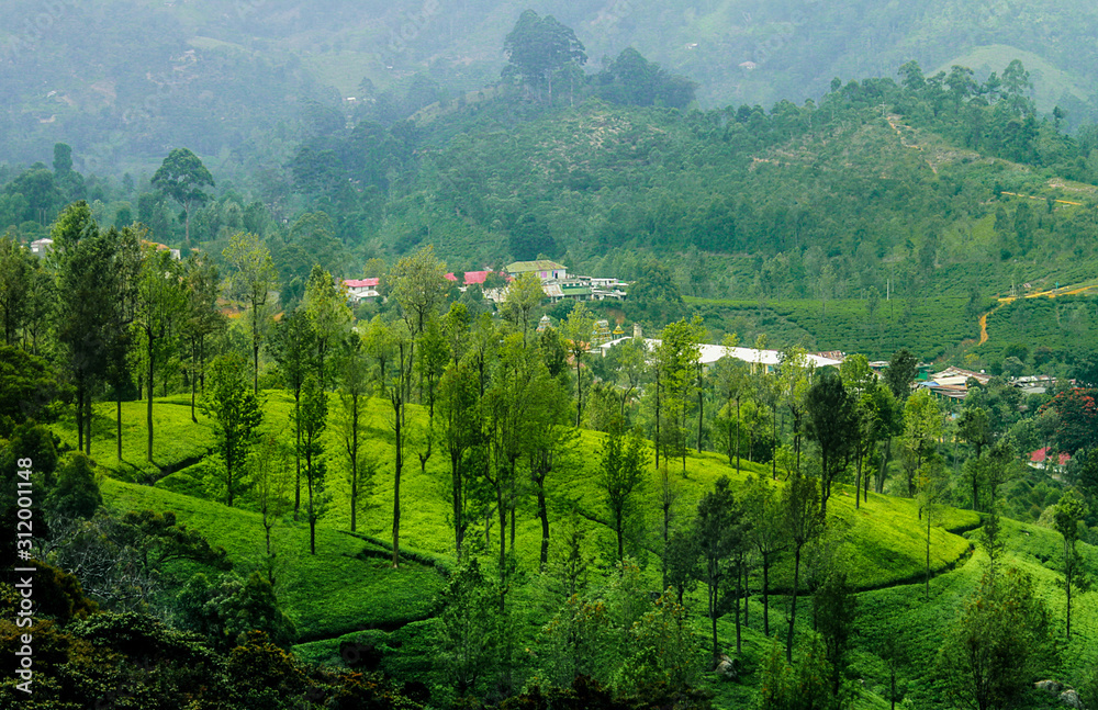 Tea plantation from hill country Sri lanka, green view