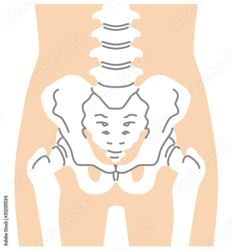 股関節 骨盤