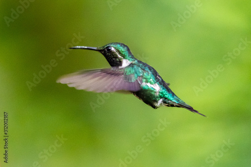 Hummingbird(Trochilidae)Flying gems ecuador costa rica panama © vaclav