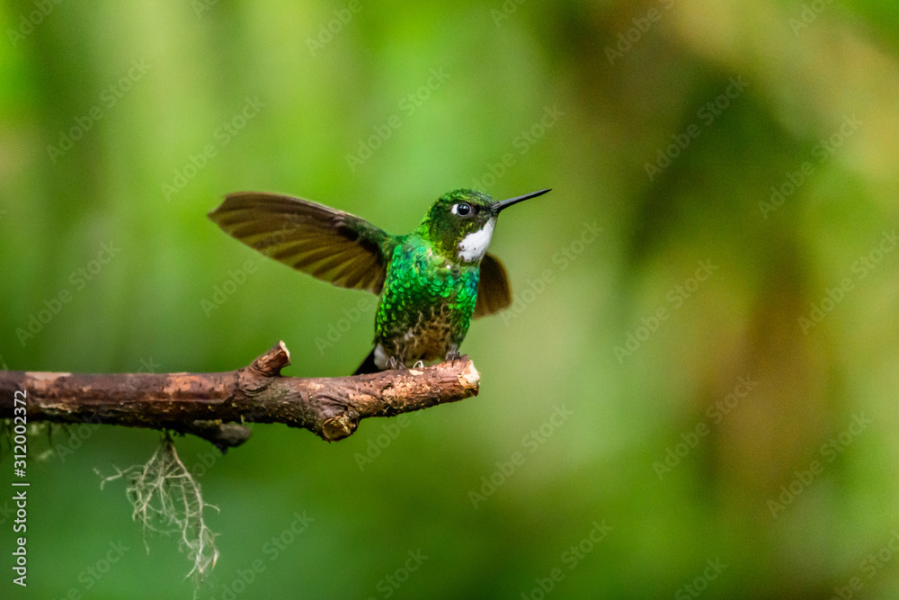 Fototapeta premium Hummingbird(Trochilidae)Flying gems ecuador costa rica panama