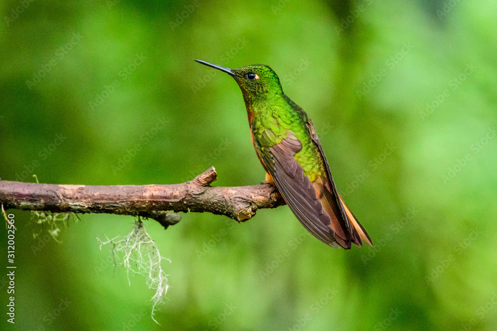 Fototapeta premium Hummingbird(Trochilidae)Flying gems ecuador costa rica panama