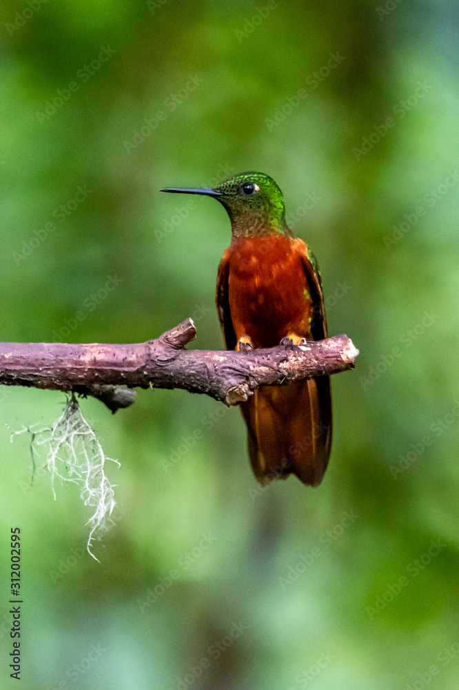 Fototapeta premium Hummingbird(Trochilidae)Flying gems ecuador costa rica panama