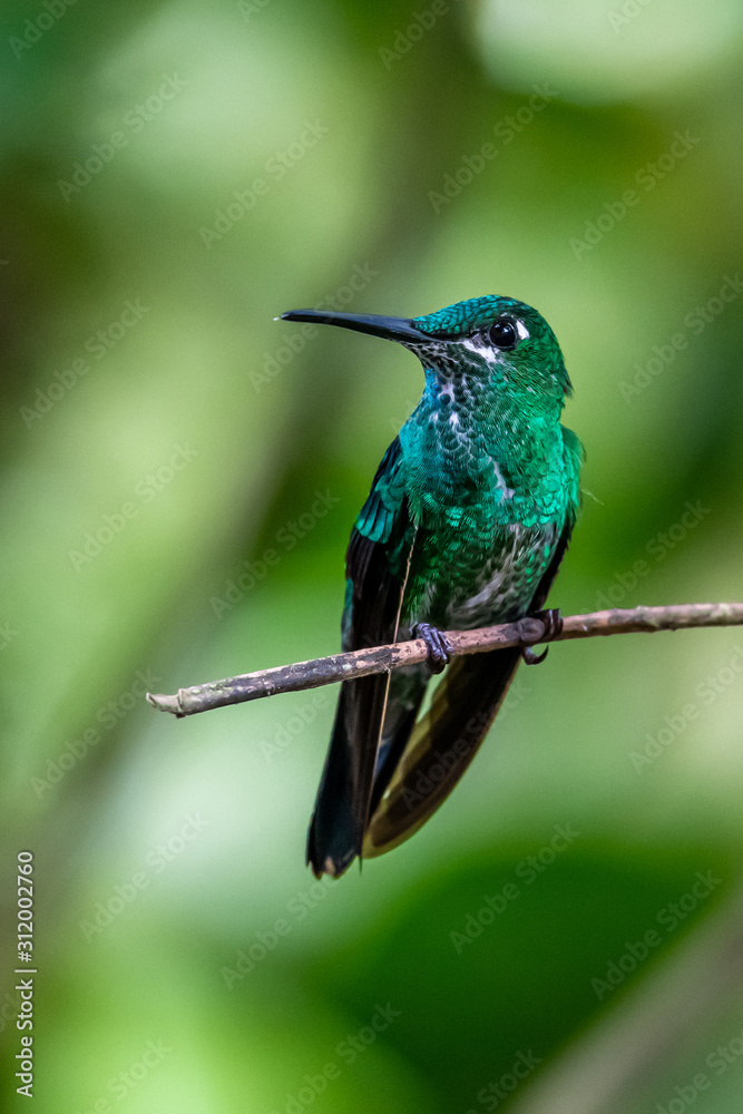 Fototapeta premium Hummingbird(Trochilidae)Flying gems ecuador costa rica panama