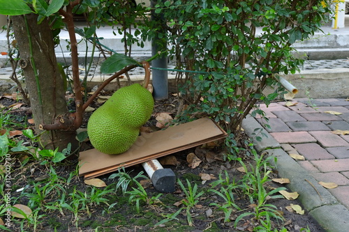 A large jackfruit or artocarpus heterophyllus is placed on plank wood and is losing balance