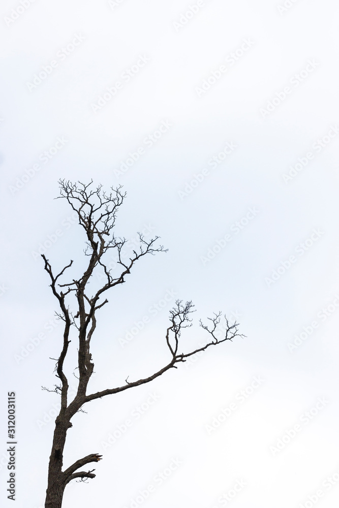 silhouette of tree on a blue background silhouette of tree on a blue background
