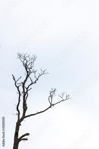 silhouette of tree on a blue background