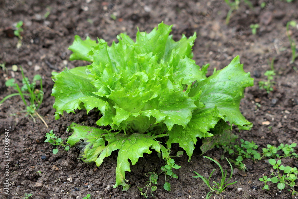 Fresh young light green layered Lettuce or Lactuca sativa annual organic plant planted in local home garden surrounded with wet soil on warm sunny autumn day Fresh young light green layered Lettuce or Lactuca sativa annual organic plant planted in local home garden surrounded with wet soil on warm sunny autumn day