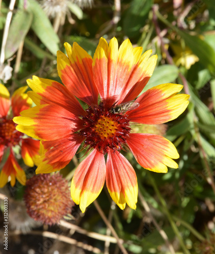 a flower in the garden