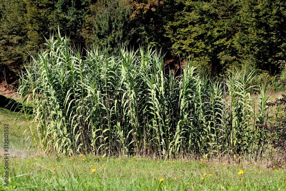 Giant reed or Arundo donax or Giant cane or Elephant grass or Carrizo