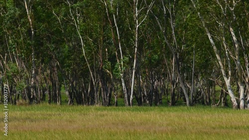 Eucalyptus Trees swaying during a windy day in Pak Pli, Nakhon Nayok, Thailand. photo