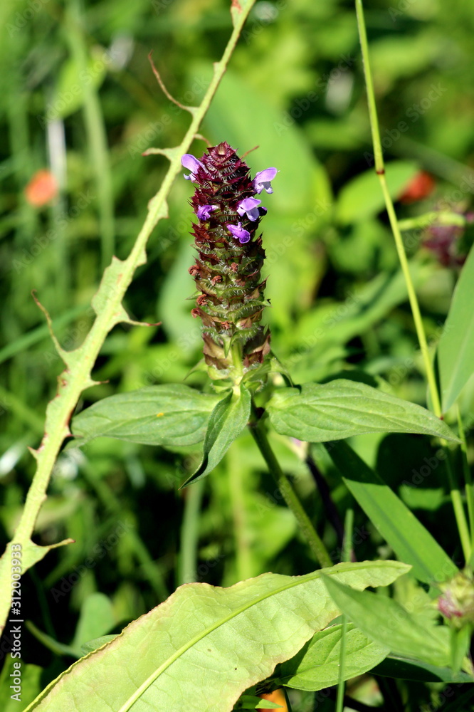 Heal all or Prunella vulgaris or Common self heal or Heart of the earth or Carpenters herb or Brownwort or Blue curls edible herbaceous plant with club like square whirled cluster of partially open Heal all or Prunella vulgaris or Common self heal or Heart of the earth or Carpenters herb or Brownwort or Blue curls edible herbaceous plant with club like square whirled cluster of partially open