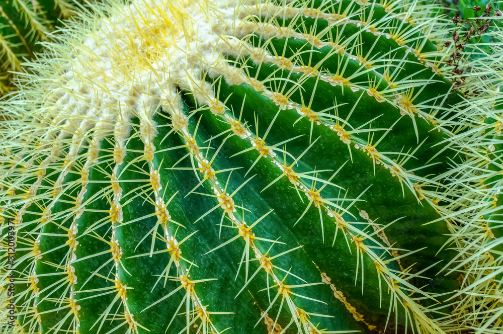 Crown of the Cactus Crown of the Cactus