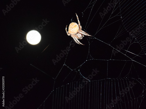 Araneus Spider on background of the moon