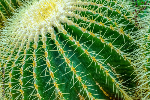 Crown of the Cactus 