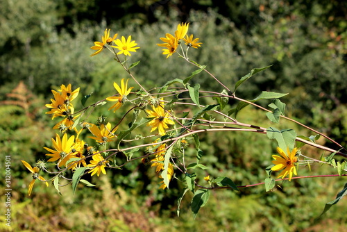 Jerusalem artichoke or Helianthus tuberosus or Sunroot or Sunchoke or Earth apple herbaceous perennial sunflower plant with bright yellow open blooming flowers and dark green leaves © hecos