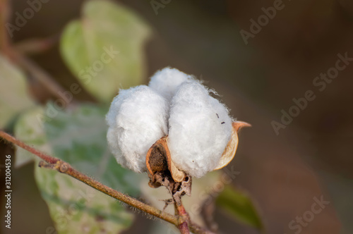 Cotton boll on the branch