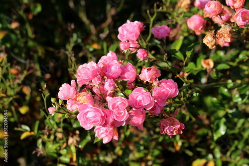 Large bunch of densely growing very small fully open blooming and closed dry shriveled light pink flowers mixed with flower buds and dark green leaves growing in local home garden on warm sunny autumn