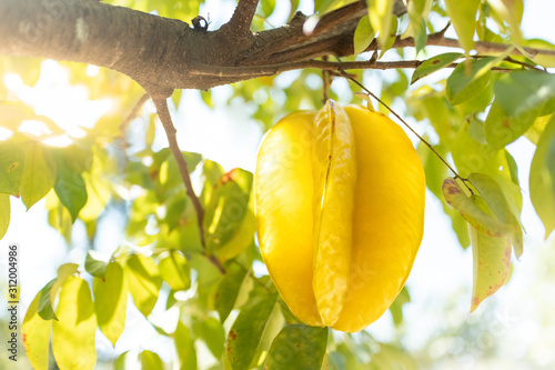 Photography Fresh starfruit or star apple hanging on a branch of tree