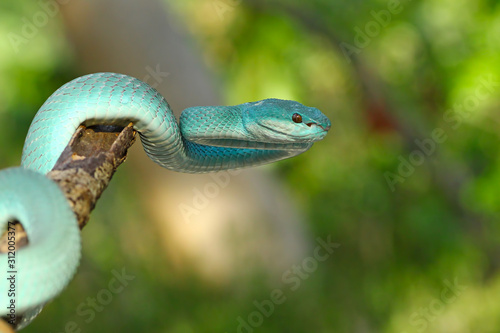 White Lipped Pit Viper (Trimeresurus insularis), Venomous Snake, Venom, Viper Snake, Blue Viper Snake