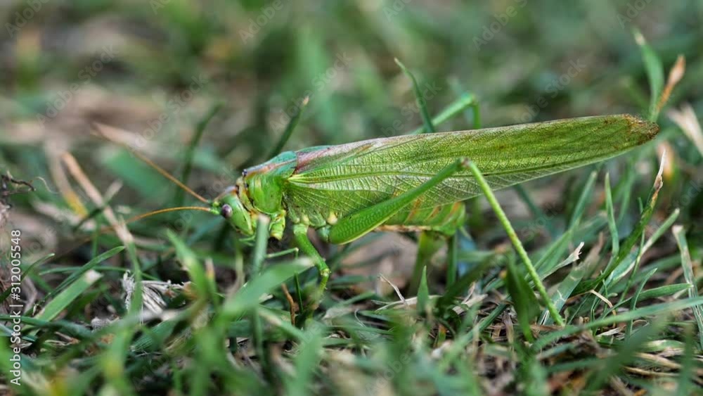 Big green locust female lays eggs Big green locust female lays eggs