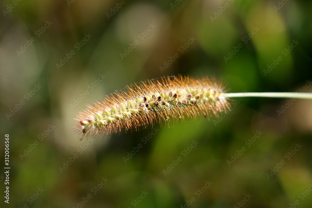 Ornamental grass seed head with fresh visible seeds growing in local home garden on warm sunny summer day