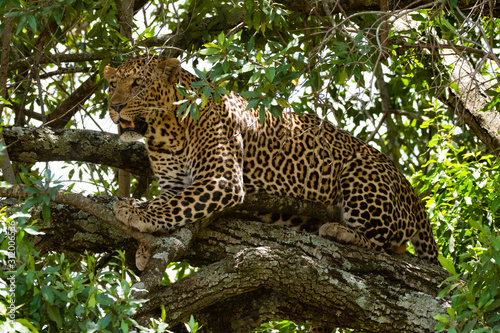 A male leopard sitting on a tree inside Masai Mara National Reserve during a wildlife safari