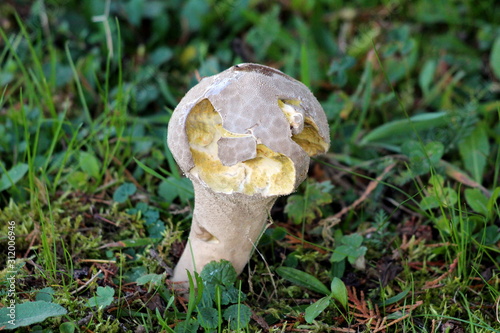 Partially eaten small hairy grey and white mushroom with rounded top growing in family house backyard surrounded with uncut grass on warm sunny autumn day photo